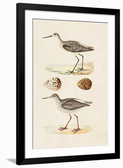 Sandpipers & Eggs II-Morris-Framed Art Print