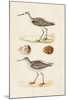 Sandpipers & Eggs II-Morris-Mounted Art Print