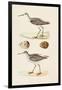 Sandpipers & Eggs II-Morris-Framed Art Print