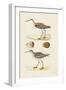 Sandpipers & Eggs II-Morris-Framed Art Print