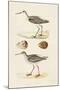 Sandpipers & Eggs II-Morris-Mounted Art Print