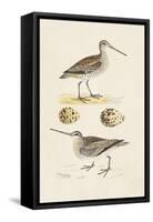 Sandpipers & Eggs III-Morris-Framed Stretched Canvas