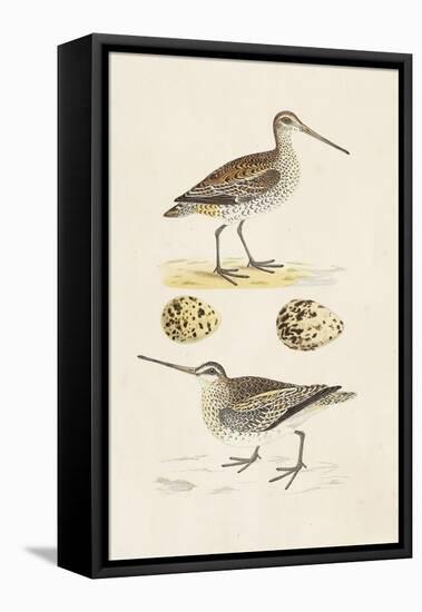 Sandpipers & Eggs III-Morris-Framed Stretched Canvas