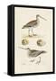 Sandpipers & Eggs III-Morris-Framed Stretched Canvas