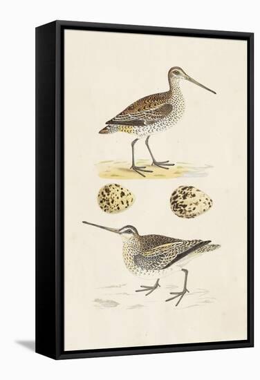 Sandpipers & Eggs III-Morris-Framed Stretched Canvas