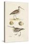 Sandpipers & Eggs III-Morris-Stretched Canvas