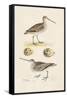 Sandpipers & Eggs III-Morris-Framed Stretched Canvas