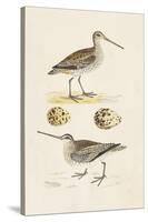 Sandpipers & Eggs III-Morris-Stretched Canvas