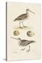 Sandpipers & Eggs III-Morris-Stretched Canvas