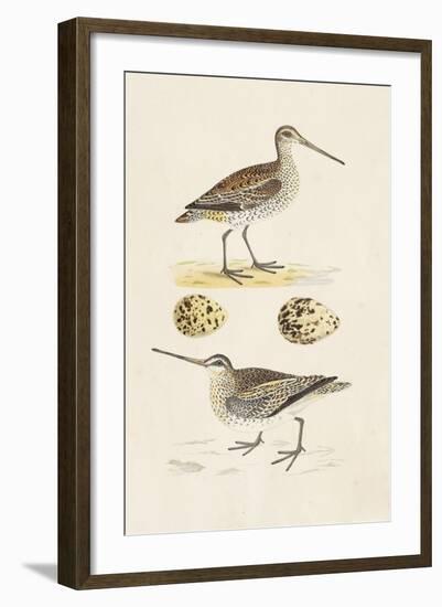 Sandpipers & Eggs III-Morris-Framed Art Print