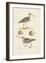 Sandpipers & Eggs III-Morris-Framed Art Print