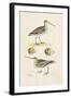 Sandpipers & Eggs III-Morris-Framed Art Print