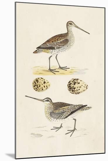 Sandpipers & Eggs III-Morris-Mounted Art Print