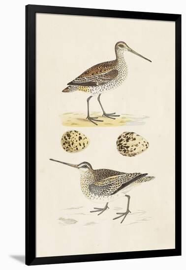 Sandpipers & Eggs III-Morris-Framed Art Print