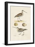 Sandpipers & Eggs III-Morris-Framed Art Print