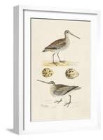 Sandpipers & Eggs III-Morris-Framed Art Print