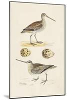 Sandpipers & Eggs III-Morris-Mounted Art Print