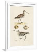 Sandpipers & Eggs III-Morris-Framed Art Print