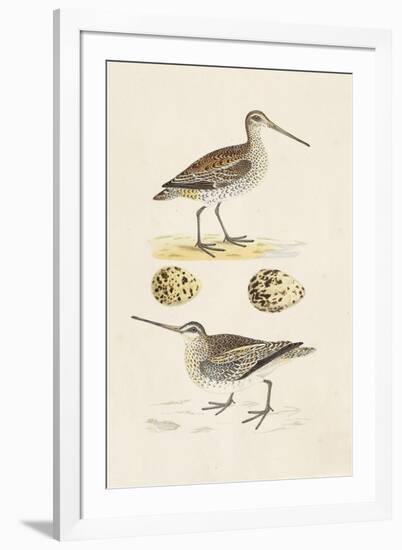 Sandpipers & Eggs III-Morris-Framed Art Print