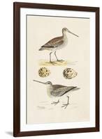 Sandpipers & Eggs III-Morris-Framed Art Print