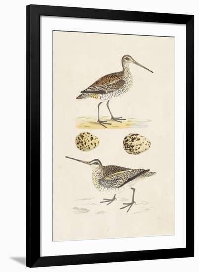 Sandpipers & Eggs III-Morris-Framed Art Print