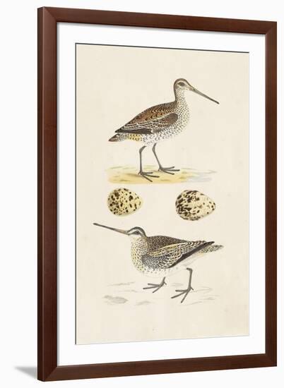 Sandpipers & Eggs III-Morris-Framed Art Print