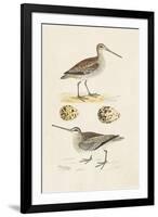 Sandpipers & Eggs III-Morris-Framed Art Print