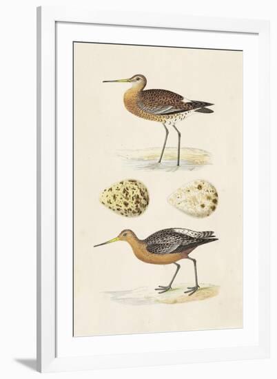 Sandpipers & Eggs IV-Morris-Framed Art Print