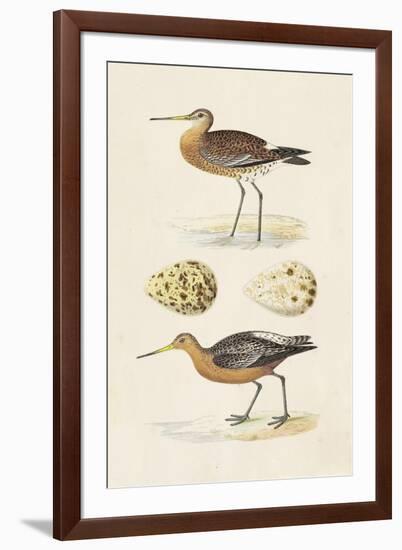 Sandpipers & Eggs IV-Morris-Framed Art Print