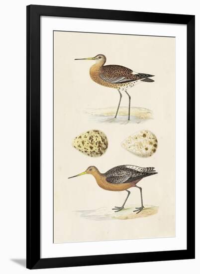 Sandpipers & Eggs IV-Morris-Framed Art Print