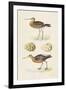 Sandpipers & Eggs IV-Morris-Framed Art Print