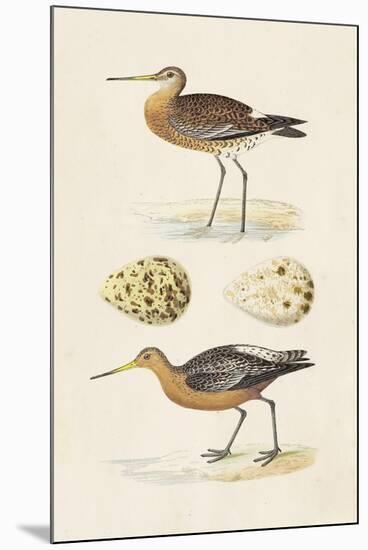 Sandpipers & Eggs IV-Morris-Mounted Art Print