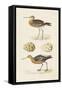 Sandpipers & Eggs IV-Morris-Framed Stretched Canvas