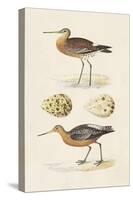 Sandpipers & Eggs IV-Morris-Stretched Canvas