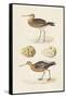 Sandpipers & Eggs IV-Morris-Framed Stretched Canvas