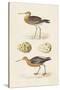 Sandpipers & Eggs IV-Morris-Stretched Canvas