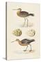 Sandpipers & Eggs IV-Morris-Stretched Canvas