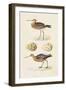 Sandpipers & Eggs IV-Morris-Framed Art Print