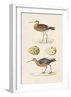 Sandpipers & Eggs IV-Morris-Framed Art Print