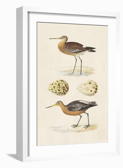 Sandpipers & Eggs IV-Morris-Framed Art Print