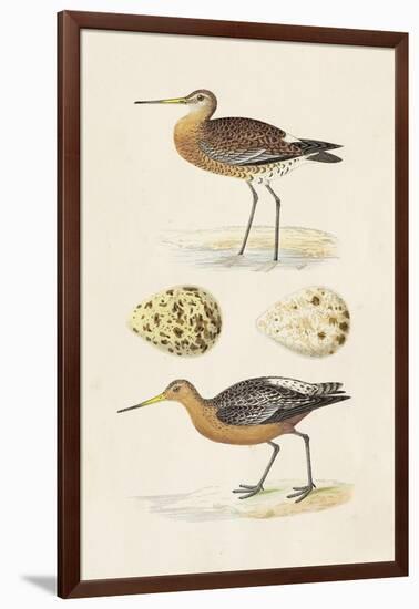 Sandpipers & Eggs IV-Morris-Framed Art Print