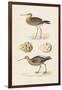 Sandpipers & Eggs IV-Morris-Framed Art Print