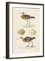 Sandpipers & Eggs IV-Morris-Framed Art Print