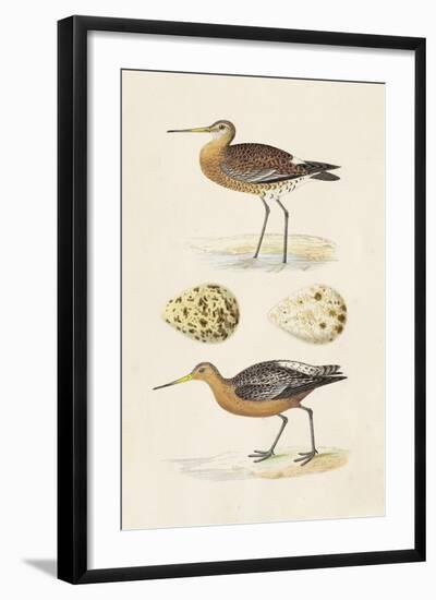 Sandpipers & Eggs IV-Morris-Framed Art Print