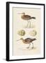 Sandpipers & Eggs IV-Morris-Framed Art Print