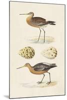 Sandpipers & Eggs IV-Morris-Mounted Art Print