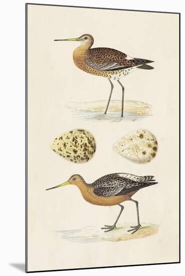 Sandpipers & Eggs IV-Morris-Mounted Art Print