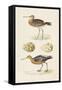 Sandpipers & Eggs IV-Morris-Framed Stretched Canvas