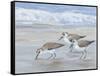 Sandpipers II-Tim OToole-Framed Stretched Canvas