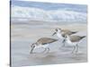 Sandpipers II-Tim OToole-Stretched Canvas